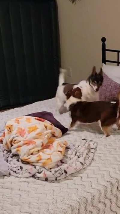 Tuna just wanted to play but Lenny chose violence.