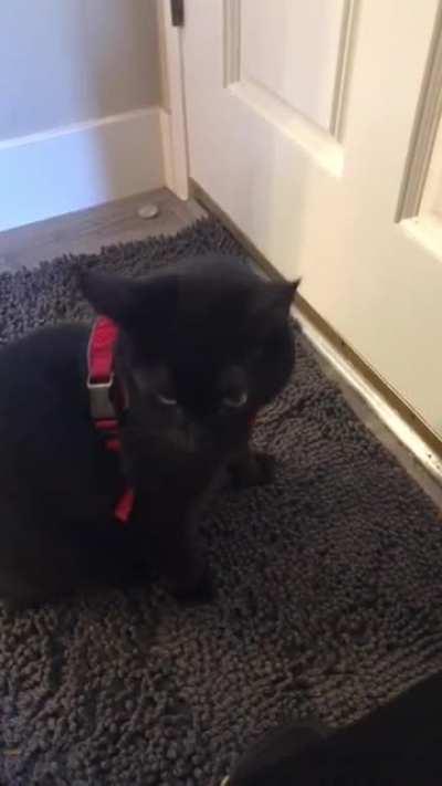 My little yeller wants to go on a walk