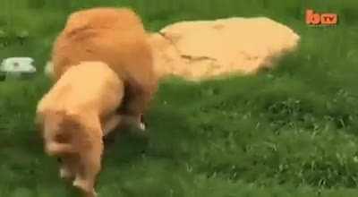 Big Kitty Zooming With A Ball