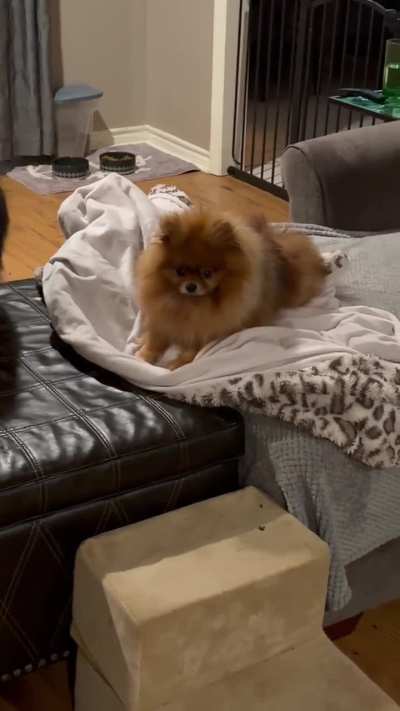 “Don’t worry. I’ll keep this blanket held down for you, even when Mochi tries to mess it up”