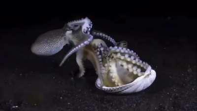 Home invader gets yeeted