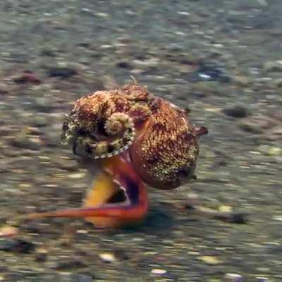 Some scientists refer to octopuses not having eight legs, but six “arms” and two “legs,” because the two rear appendages are used to walk on the sea floor