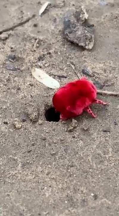 The giant red velvet mite (genus Dinothrombium) is an arachnid known for its bright red color and velvety appearance. It is usually found in leaf litter and can grow up to 12 mm in length. This giant red velvet mite in India is trying to climb back into i