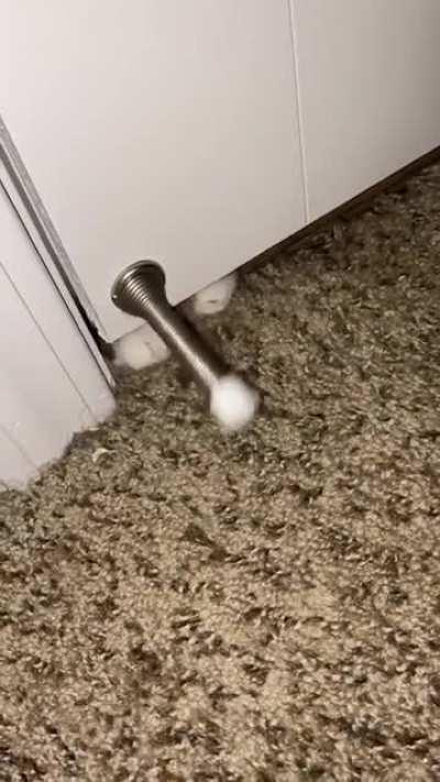 Our cat has discovered how to effectively wake us up again after being kicked out of our room.