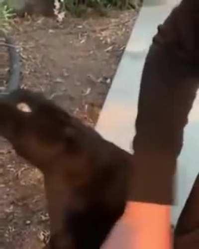 Cat communicating with aliens