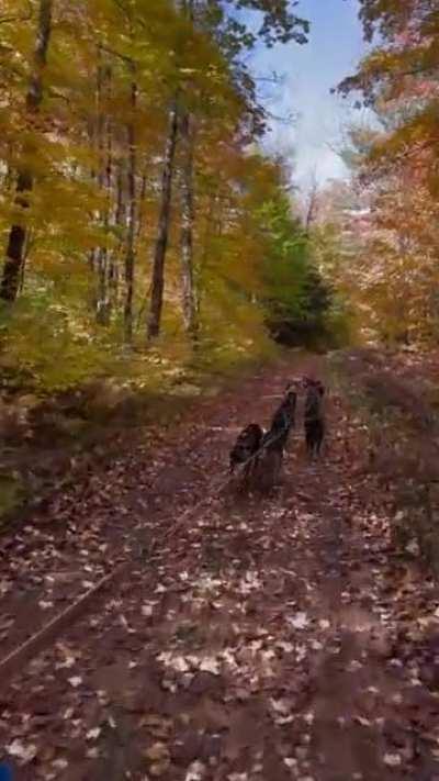 Sled Team Enjoying the Colors!