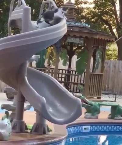 to hang on and not go down the slide