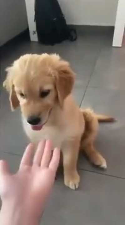 here we have two types of dog