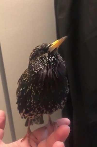 European starlings are so good at mimicry, they can even do human speech. (The R2D2 bit was a bit much!)