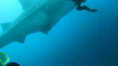 Just got back from diving in the Galapagos. Whale sharks in the wild do not look real.