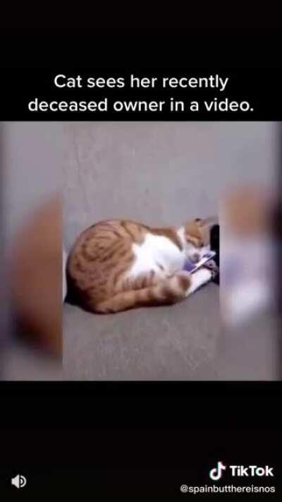 ''Cat sees her recently deceased owner in a video''
