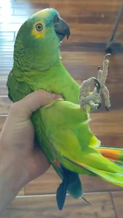 Oooooo Parrot