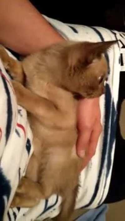 This is our flat cat Freddy, he was born sick and can't meow but we love him all the same <3