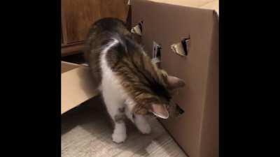 Sneaky nose(warning for loud sound)