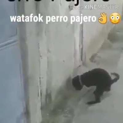 Perro pajero