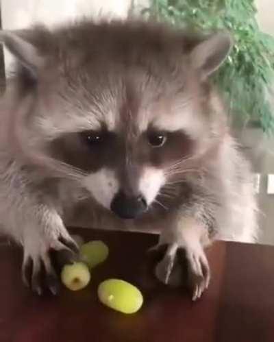 Don't touch my grapes!