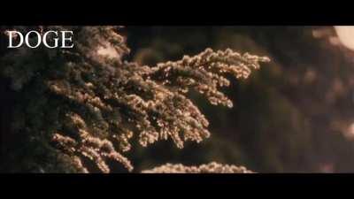 Doge Meme Hodl