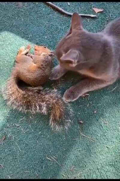 My squirrel people need me