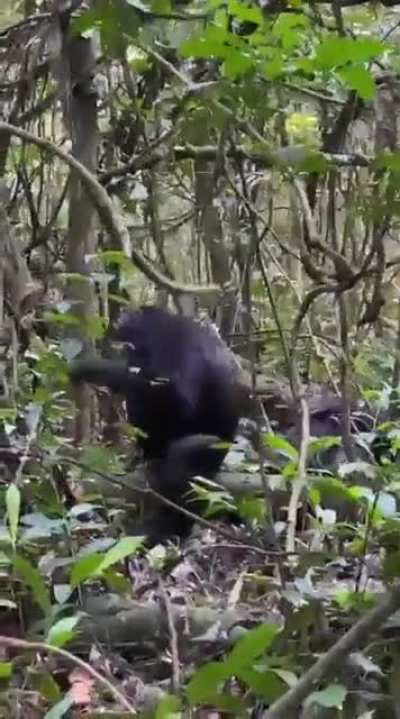 a chimpanzee grooming another in Uganda