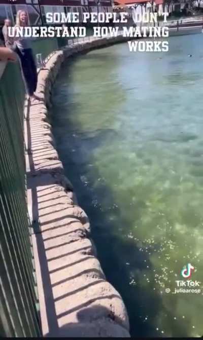 Crazy person freaking out trying to prevent ducks from mating..