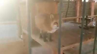 What does the fox say?