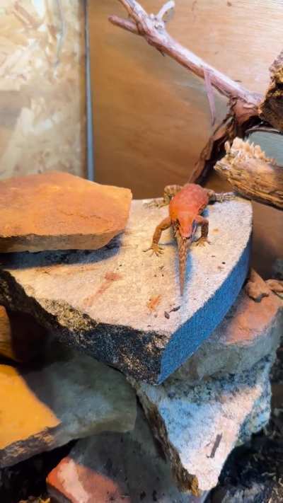 Eating a dropped gecko tail