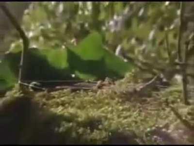 gay spider lore 🕷🕷🕸🕸