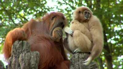 Orangutan is fascinated by gibbon baby