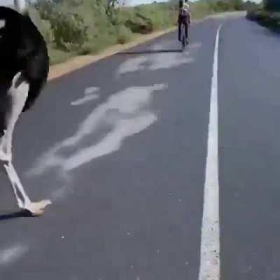 🔥 An ostrich running along with some bicycling humans