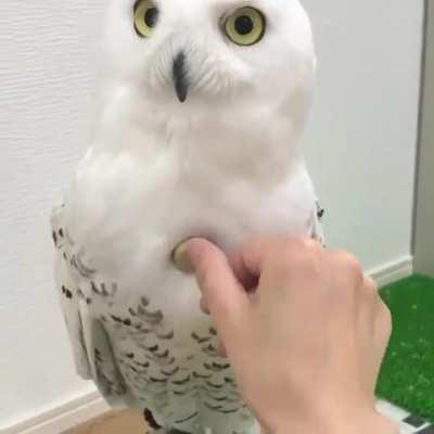 Err excuse me I may be superb but you can’t just pop your cork in me!!!