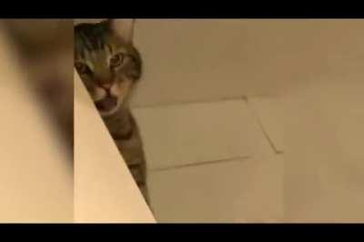 Absolute unit of a dog fart makes cat vomit