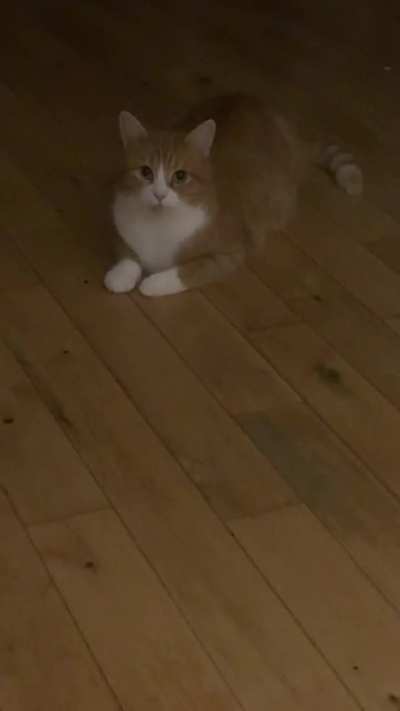 Greebles in the kitchen!!