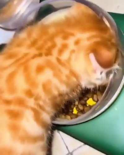 hey thats my food 😾😻