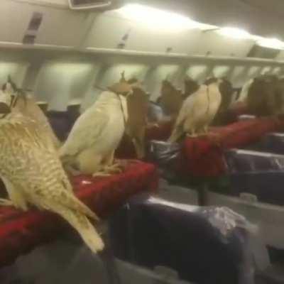 A sheik charters a plane to fly his collection of birds.