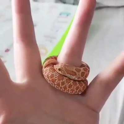 The Great Snake Ring