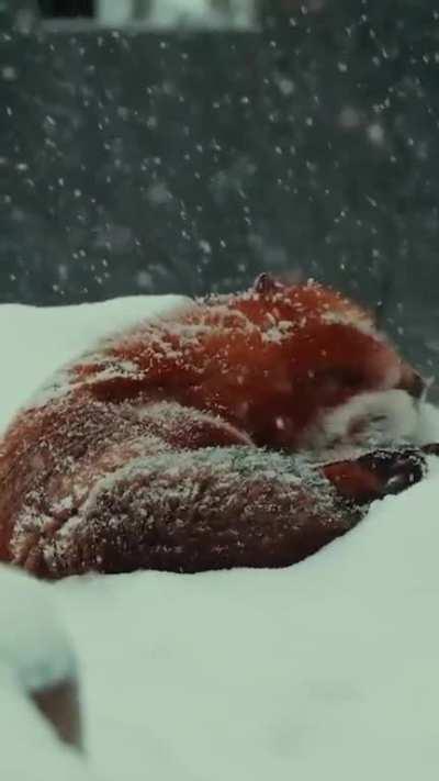 🔥 The foxes are loving the fresh powder snow.. 🎥 IG: zookeeper.tryg