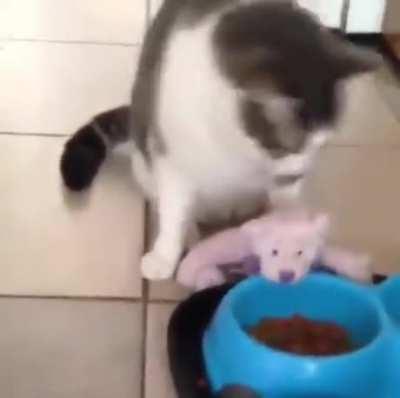 Cat feeds his stuffed bear