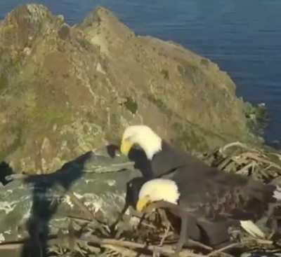 🔥 A pair of bald eagles getting into an argument while constructing their nest 🔥