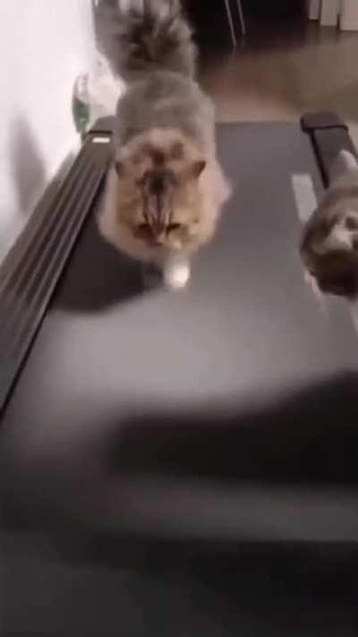 cat discovering treadmill
