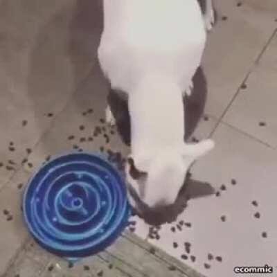 To make a dog eat slower.