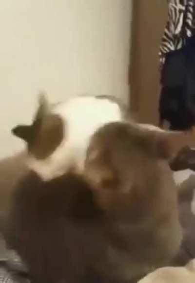 Y’all might’ve seen this one already, but I still found it funny when I first saw it(not mine)