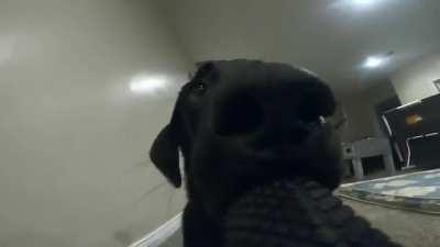 don't ever leave your GoPro alone when you have a dog