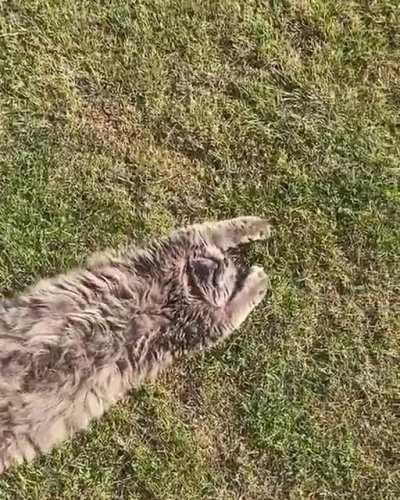 Solar Pawnels fully engaged