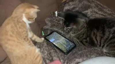 Gracie has cerebellar hypoplasia. Sometimes she short circuits