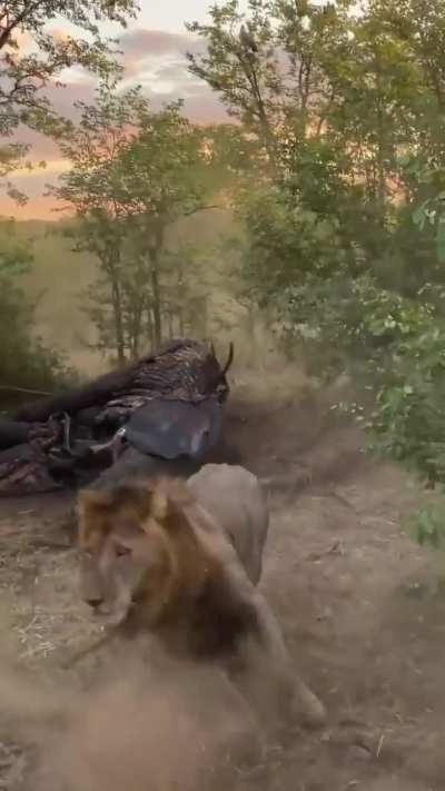 Animals react to a Lion showing his presence.