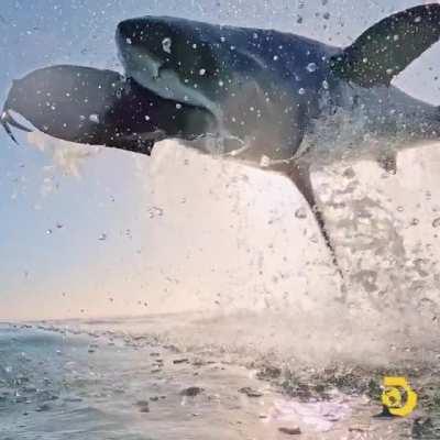 I would have pooped myself