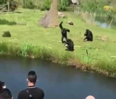 what the hell! these humans are so fucking rude