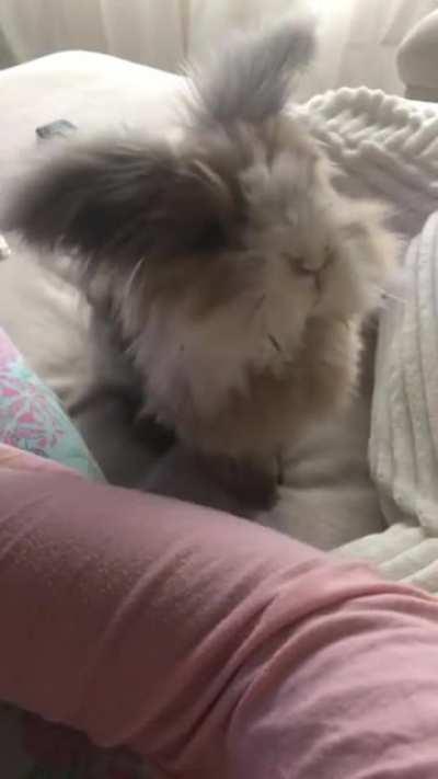 Hello mama! please pay attention to me 🥺 -Teddy