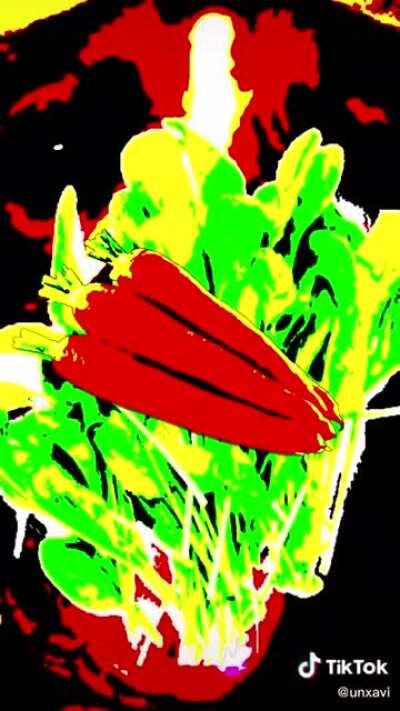 Perros veganos 🥦🥦🥦