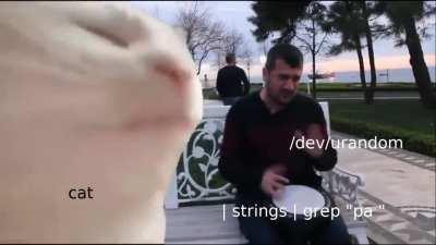 Lyrics for the cat vibing song, cat /dev/urandom | strings | grep 